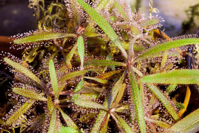 Cape Sundew Plants cape sundew, drosera capensis