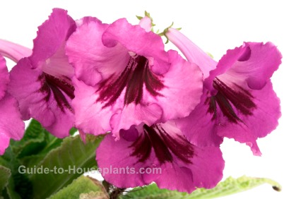 Cape Primrose cape primrose, primrose plants, growing primrose, streptocarpus