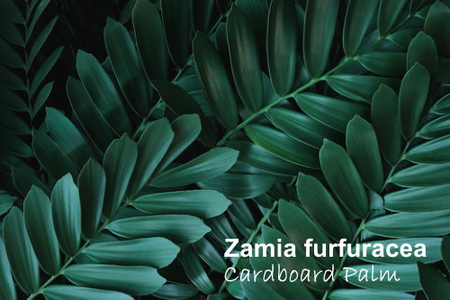 cardboard palm, zamia furfuracea