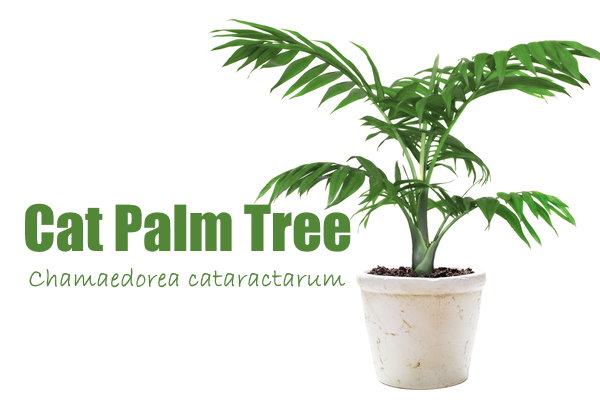 Cat Palm Houseplant chamaedorea