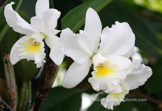 орхидеи каттлеи, выращивание орхидей, уход за орхидеями, белые орхидеи