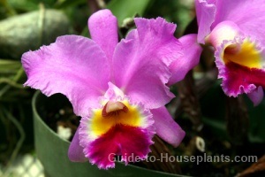 cattleya orchids, cattleya care, caring for cattleya orchids indoors