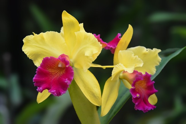 орхидеи каттлеи, выращивание орхидей в помещении, уход за каттлеями, уход за каттлеями