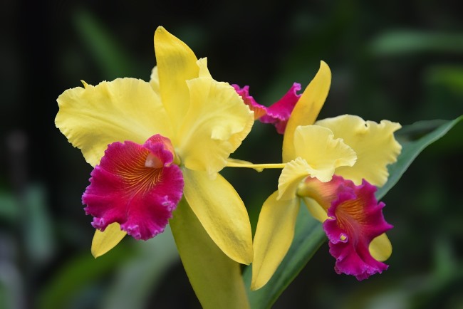 cattleya orchids, growing orchids indoors, caring for cattleya, cattleya care