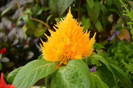 Celosia Plumosa Plant Celosia Argentea Var Plumosa Celosia Plumosa Plant Celosia Argentea Var Plumosa