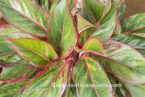 chinese evergreen, aglaonema