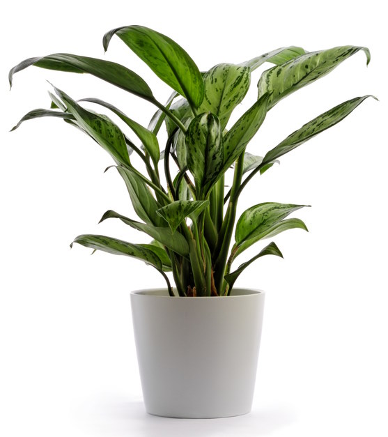 chinese evergreen, aglaonema, common house plants, low light house plants