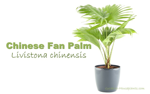 How to take care of a fan palm plant