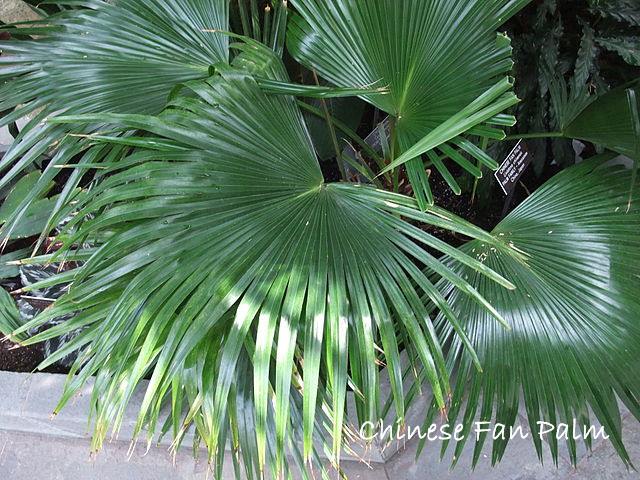Chinese Fan Palm Fronds chinese fan palm, livistona chinensis