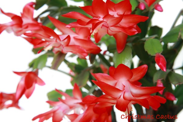 Christmas Cactus RED FLAMES 5 Double Segments Schlumbergera Easy to Grow 