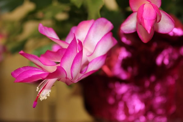 Christmas Cactus christmas plants, christmas cactus, holiday cactus