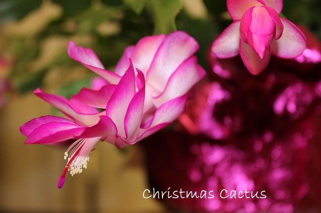 Christmas Cactus Christmas Cactus