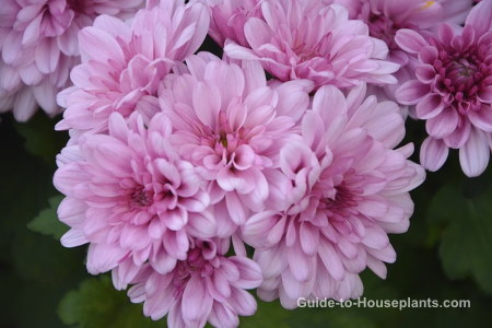 Chrysanthemums: Grow guide, care and tips