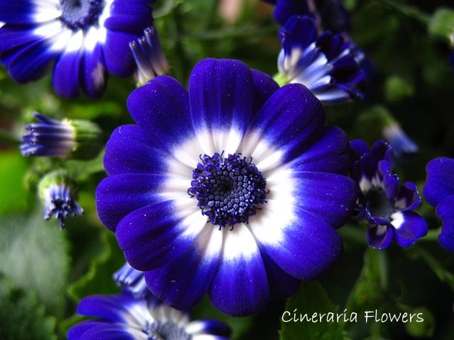 cineraria flower, senecio cineraria