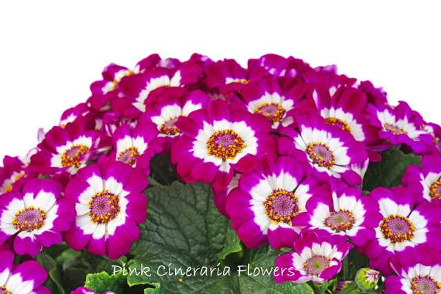 cineraria flowers, pink flowering houseplant, senecio flowers