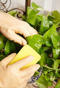 cleaning house plants