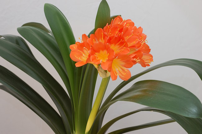 clivia miniata, clivia lily, flowering houseplant