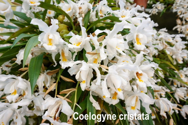 Flowering Coelogyne Cristata coelogyne cristata