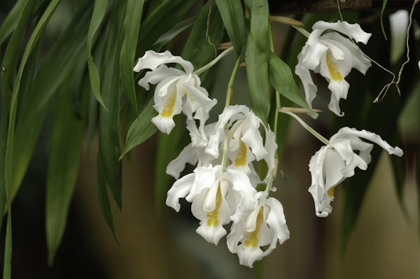 Coelogyne cristata coelogyne cristata, coelogyne orchid, coelogyne alliance, ochid care tips