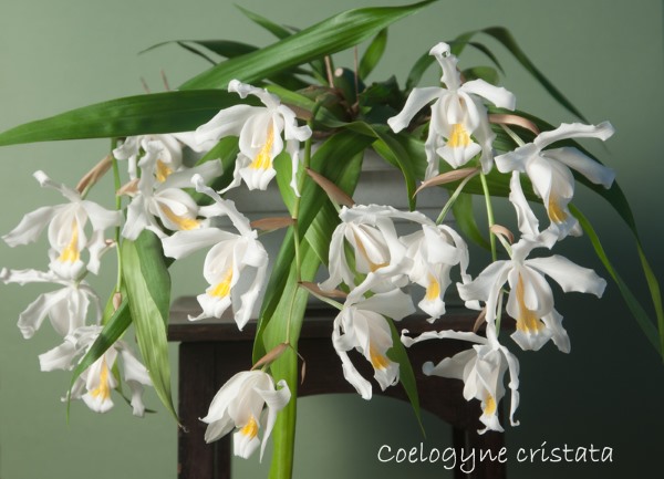 coelogyne cristata, coelogyne orchid