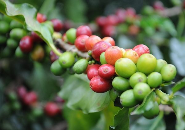 Growing Coffee Plant Indoors: Coffea arabica is a Beautiful Houseplant