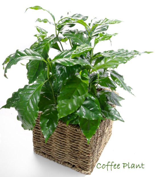 coffee plant, coffee bean plant, coffea arabica