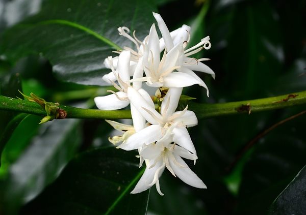 coffee plant, coffee plant flowers