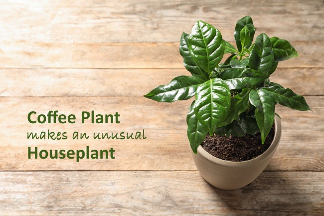 Coffee Plant Makes an Unusual Houseplant coffee plant, coffea arabica, growing coffee plant indoors