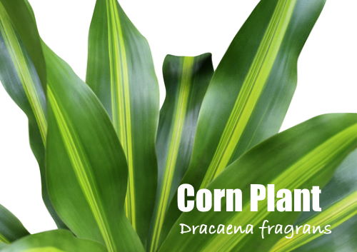 How to Prune a Corn Plant 
