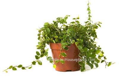 fico strisciante, fico rampicante, ficus pumila, ficus houseplant