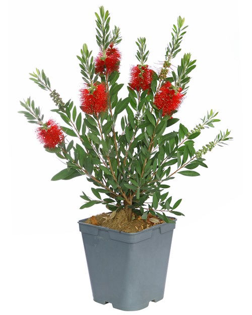 Crimson Bottle Brush