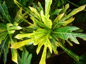 pianta di croton, arrowhead croton
