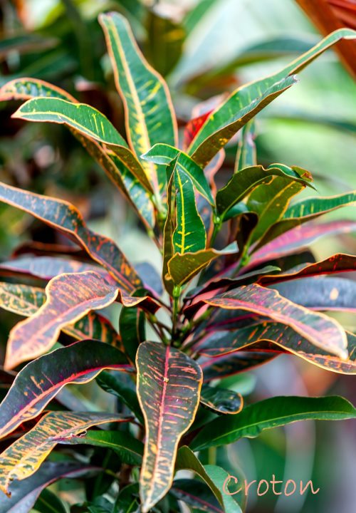Pianta di croton