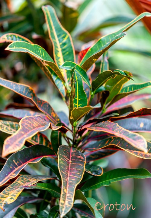 Croton Plant