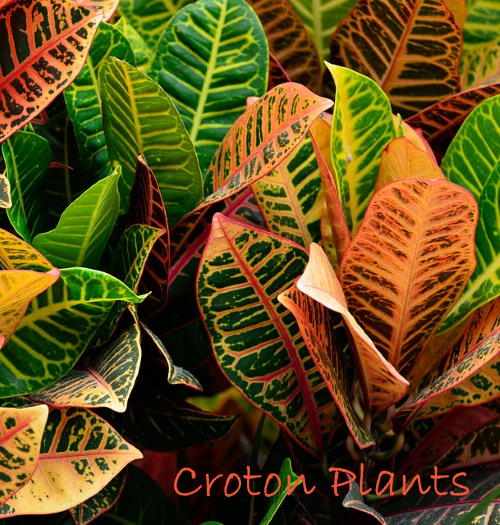 croton-plants.jpg