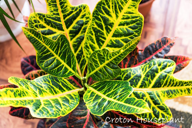 crotons, tropical house plants, codiaeum variegatum