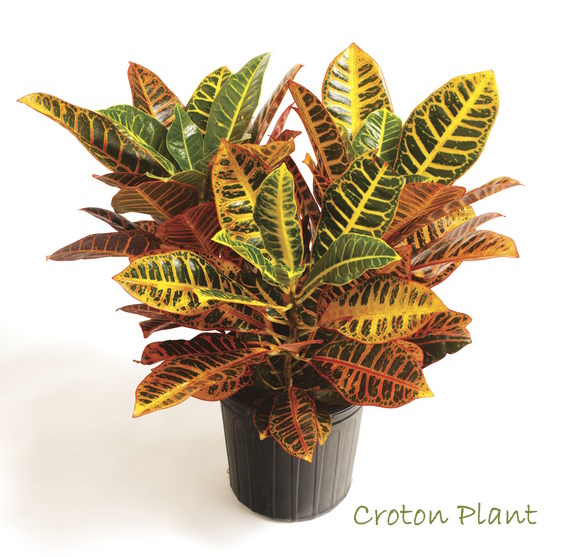 piante di croton, codiaeum variegatum, crotons