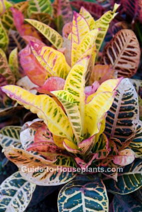 croton plants, croton petra, codiaeum variegatum, crotons