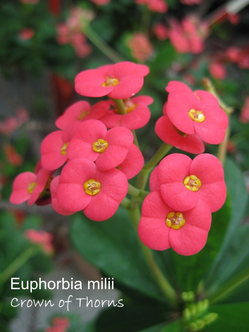 Crown of Thorns Bush