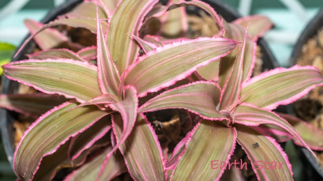 Cryptanthus Earth Star