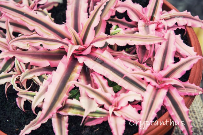 cryptanthus earth star