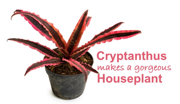 криптантус, земляная звезда, тропическое комнатное растение