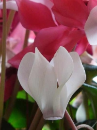 Cyclamen Blooms cyclamen, cyclamen flowers, flowering house plants