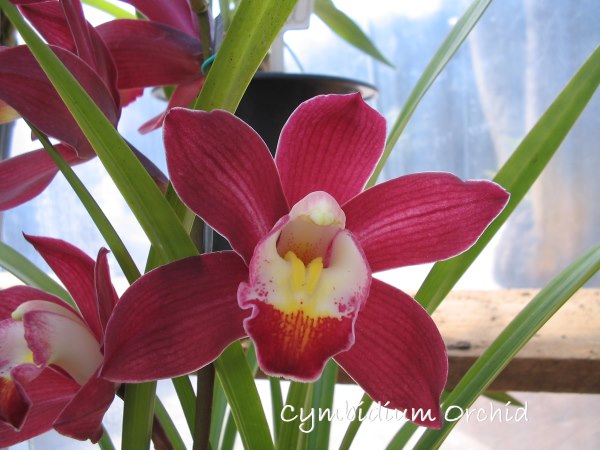 cymbidium orchids