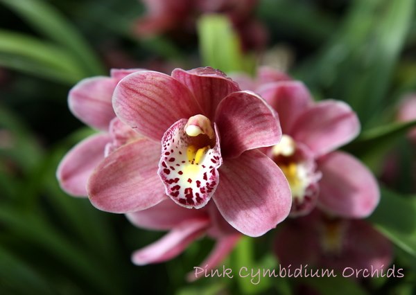 цимбидиум орхидея растение