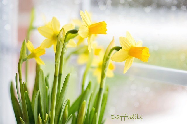 Daffodil Bulbs  Green Thumb Yard Care, LLC