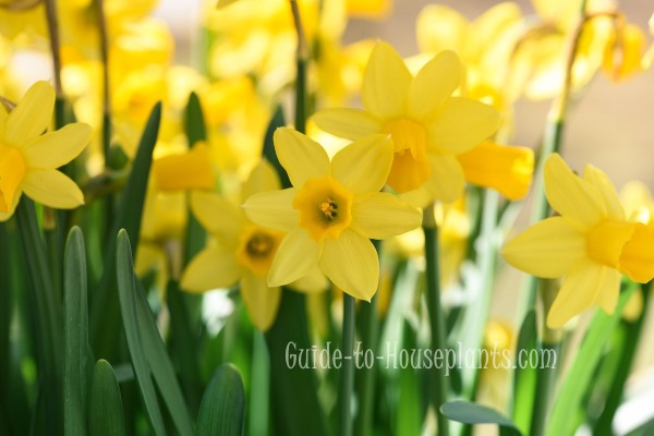 Popular Daffodil Types, Plus How to Care for Daffodils