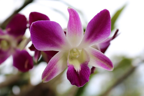 growing orchids indoors, dendrobium orchid