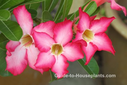 desert rose plant, desert rose flower, desert rose plant care