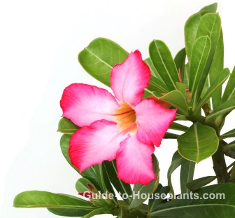 desert rose flower, desert rose plant